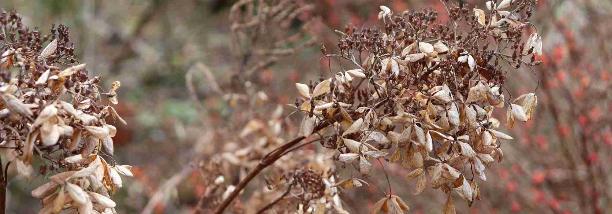 Dode plant of nog in rust?
