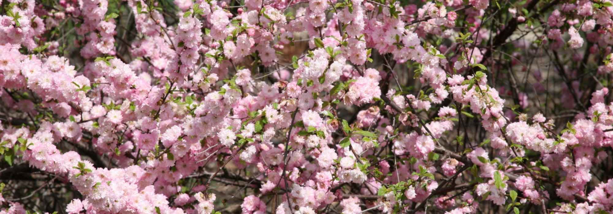 Amandelboompje, amandelboompje: planten, snoei, onderhoud