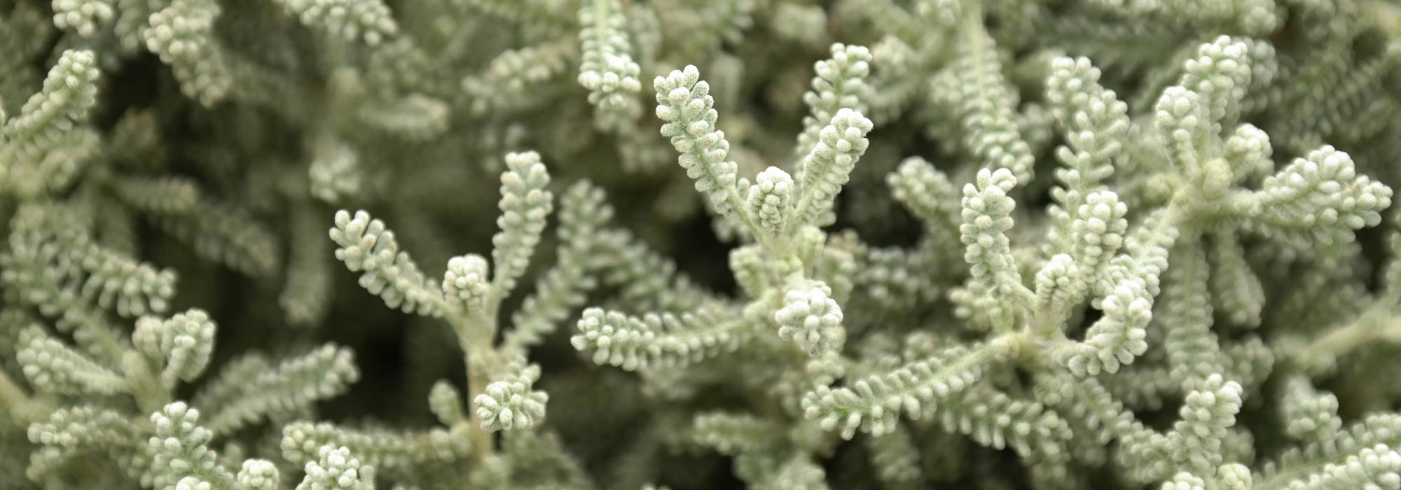 Heiligenbloem: planten, onderhouden en snoeien