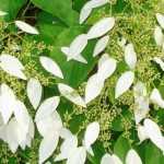 Schizophragma hydrangeoides: planten, kweken en onderhoud
