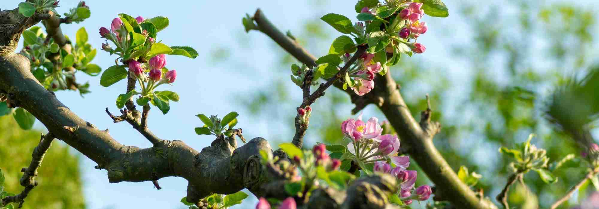 Laagstamfruitbomen snoeien: wanneer en hoe?