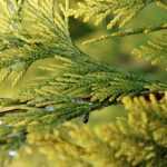 Levensboom planten, snoeien en onderhouden