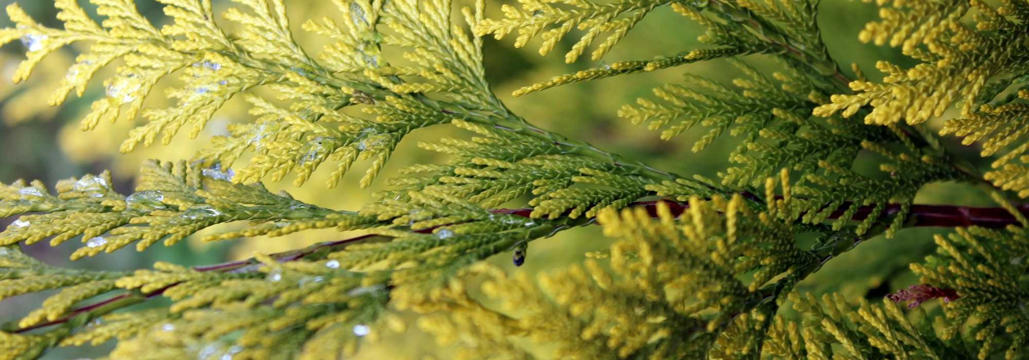 Levensboom planten, snoeien en onderhouden