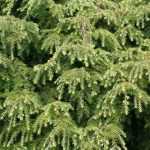 Tsuga, hemlockspar: planten, snoeien en onderhouden