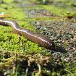 De regenworm: een onmisbare bondgenoot in de tuin