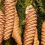 Sparren, Picea: planten, snoeien en onderhouden