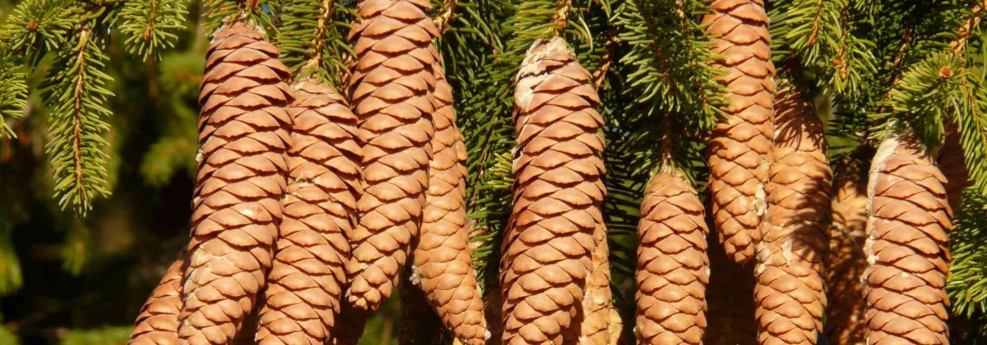 Sparren, Picea: planten, snoeien en onderhouden