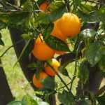 Citrusplanten: 15 vragen en antwoorden over de teelt