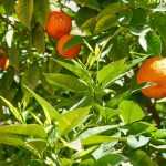 Citrusbomen snoeien: wanneer en hoe?