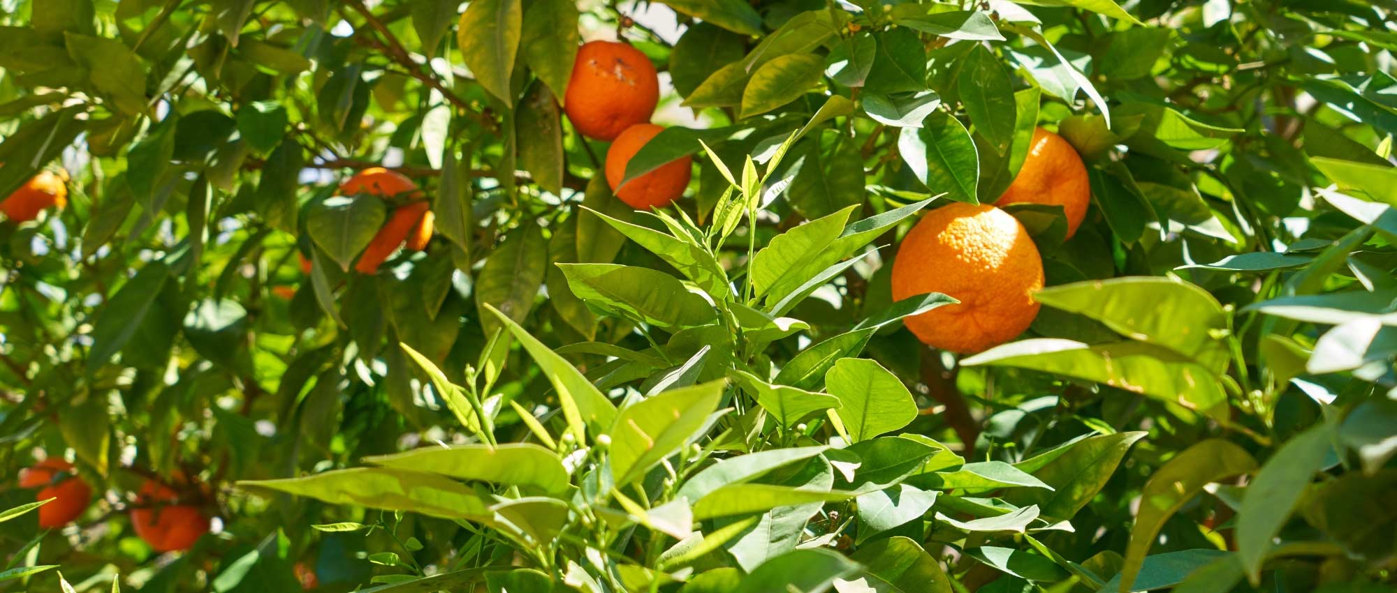 Citrusbomen snoeien: wanneer en hoe?