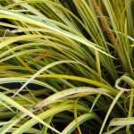 Dwergkalmoes, Acorus gramineus en kalmoes: planten, telen en verzorgen