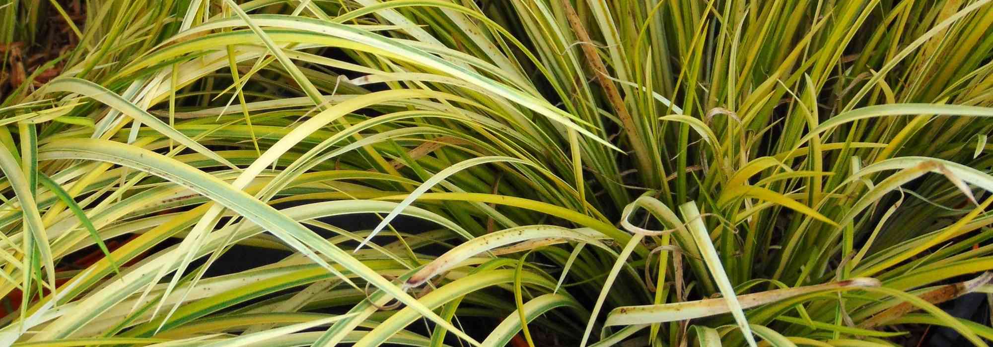 Dwergkalmoes, Acorus gramineus en kalmoes: planten, telen en verzorgen