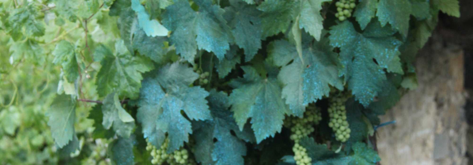 Bordeauxse pap en andere behandelingen op basis van koper in de tuin