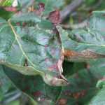 Entomosporiose: voorkomen en bestrijden