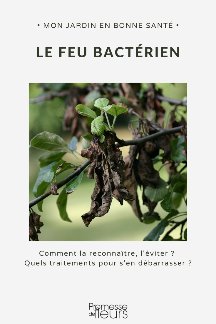 Bestrijding van bacterievuur