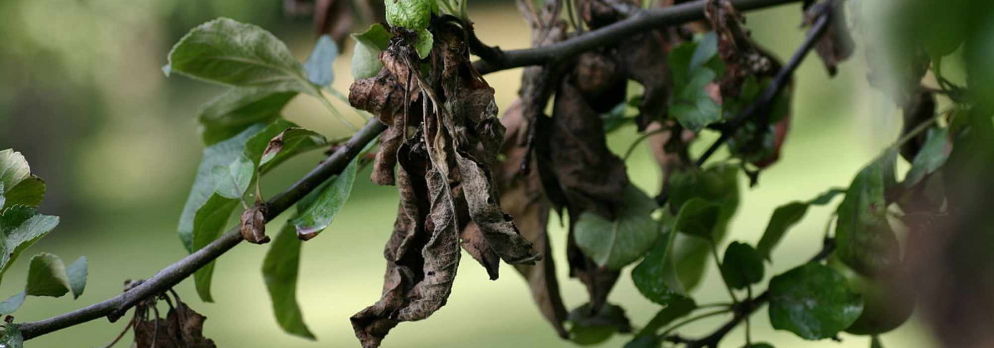 Bacterievuur herkennen en bestrijden