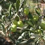 Olijfboom, Olea europaea: planten, snoei