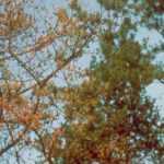 Phytophthora herkennen, voorkomen en bestrijden