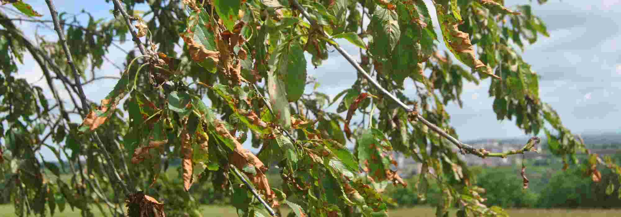 Coryneum of hagelschotziekte bij steenfruit