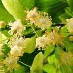 Linde (Tilia): planten, kweken en snoeien