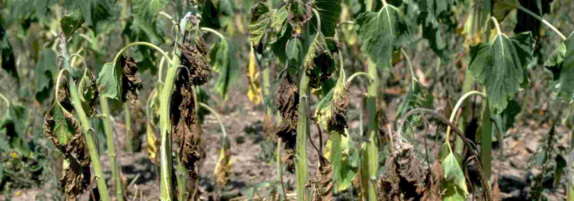 Verticilliumziekte
