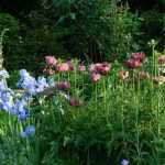 Engelse tuin: 10 karakteristieke planten