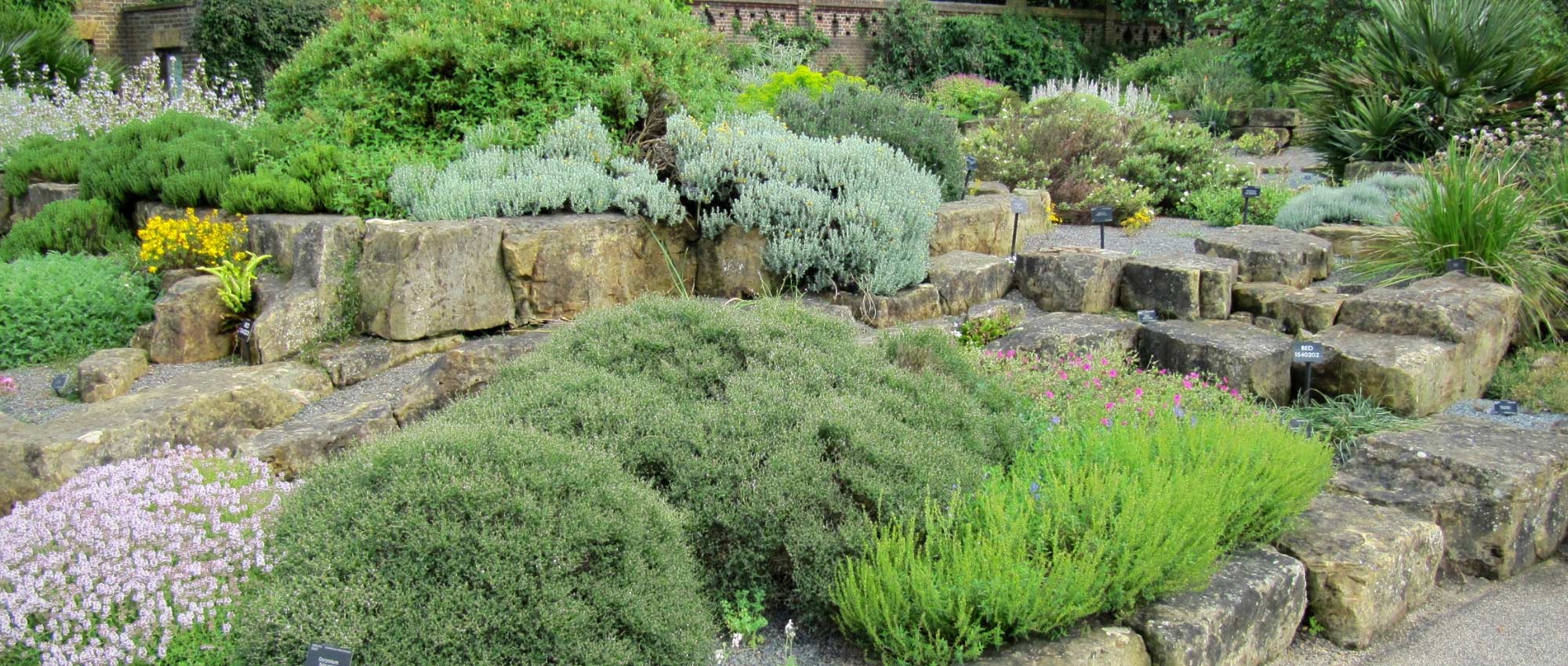 15 planten voor een zonnige rotstuin