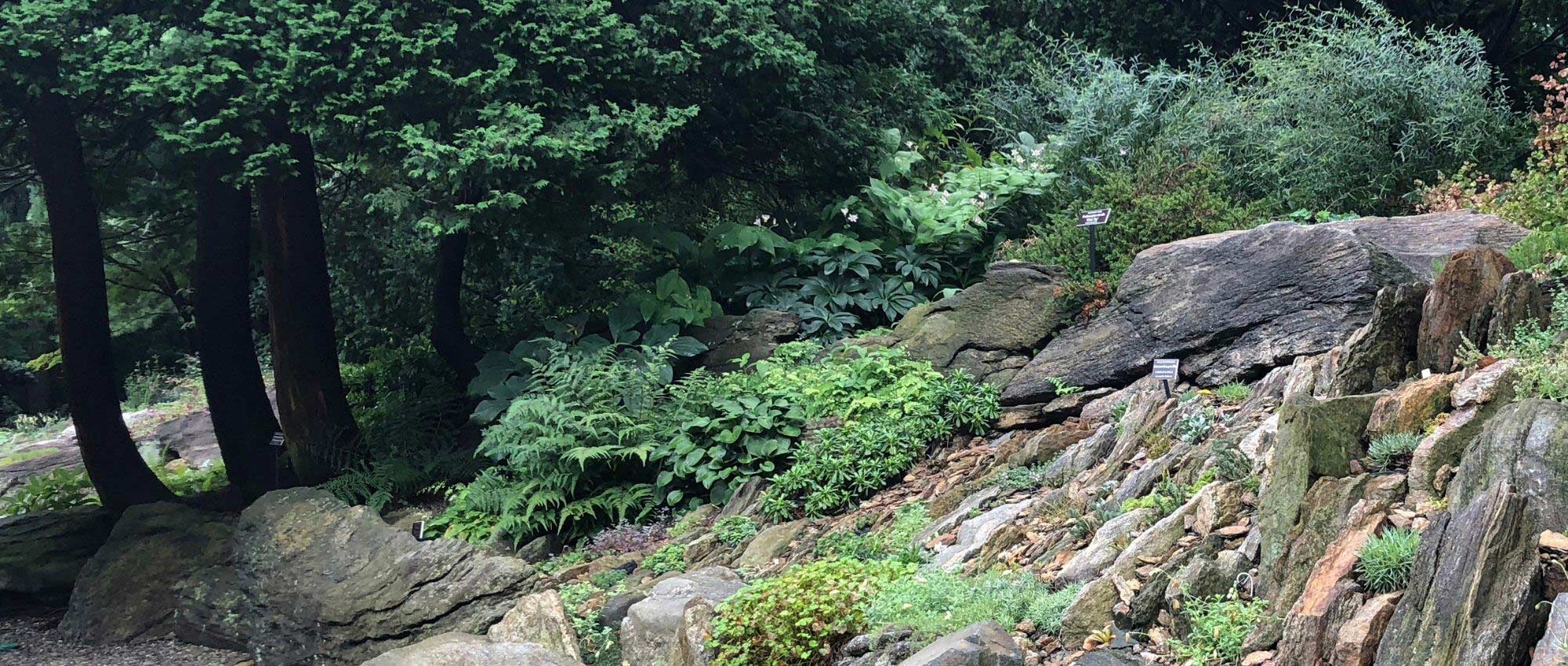 10 planten voor een schaduwrijke rotstuin