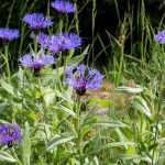 10 vaste planten voor kalkrijke bodem