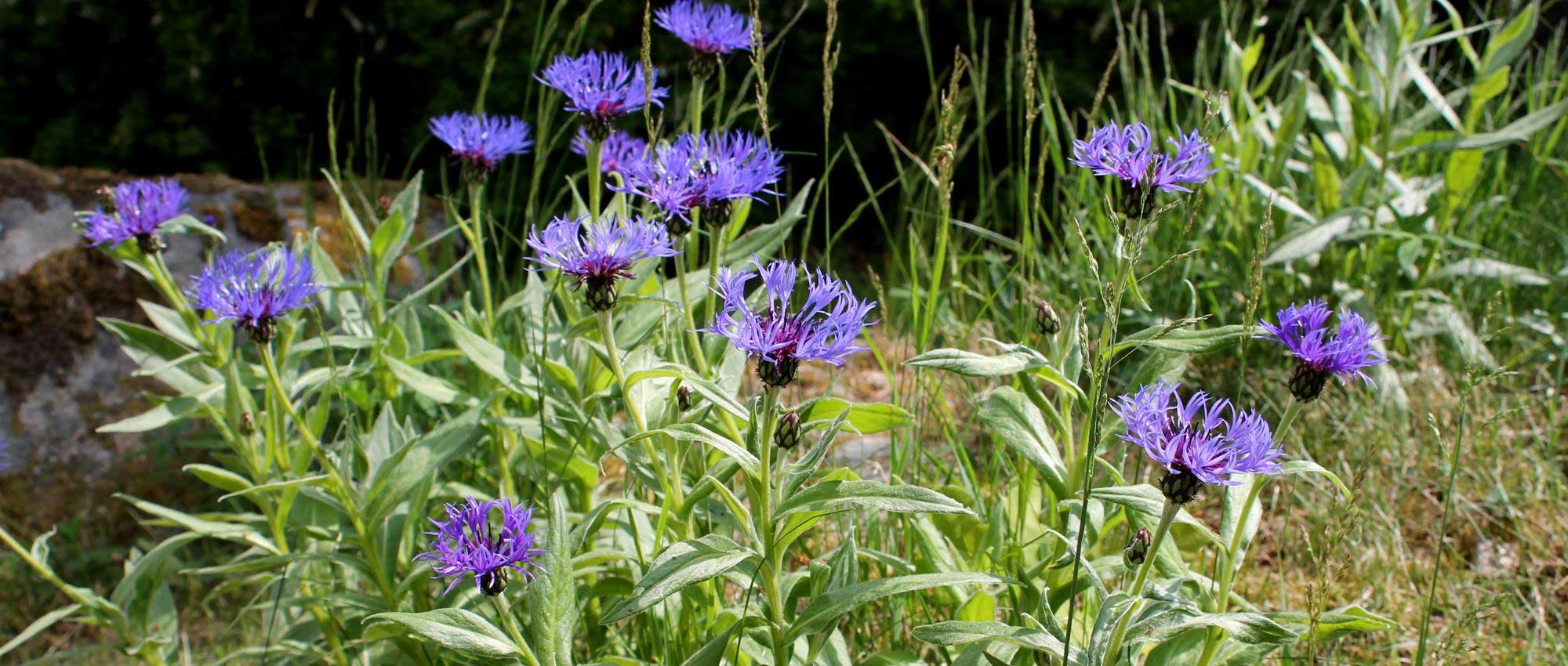 10 vaste planten voor kalkrijke bodem