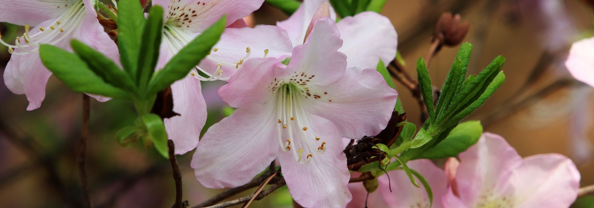 Azalea's: planten, kweken, snoeien en onderhoud