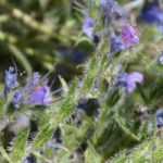 Echium, slangenkruid: zaaien, planten en onderhouden