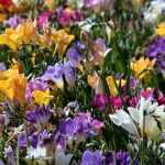 Freesia: planten, kweken en verzorgen