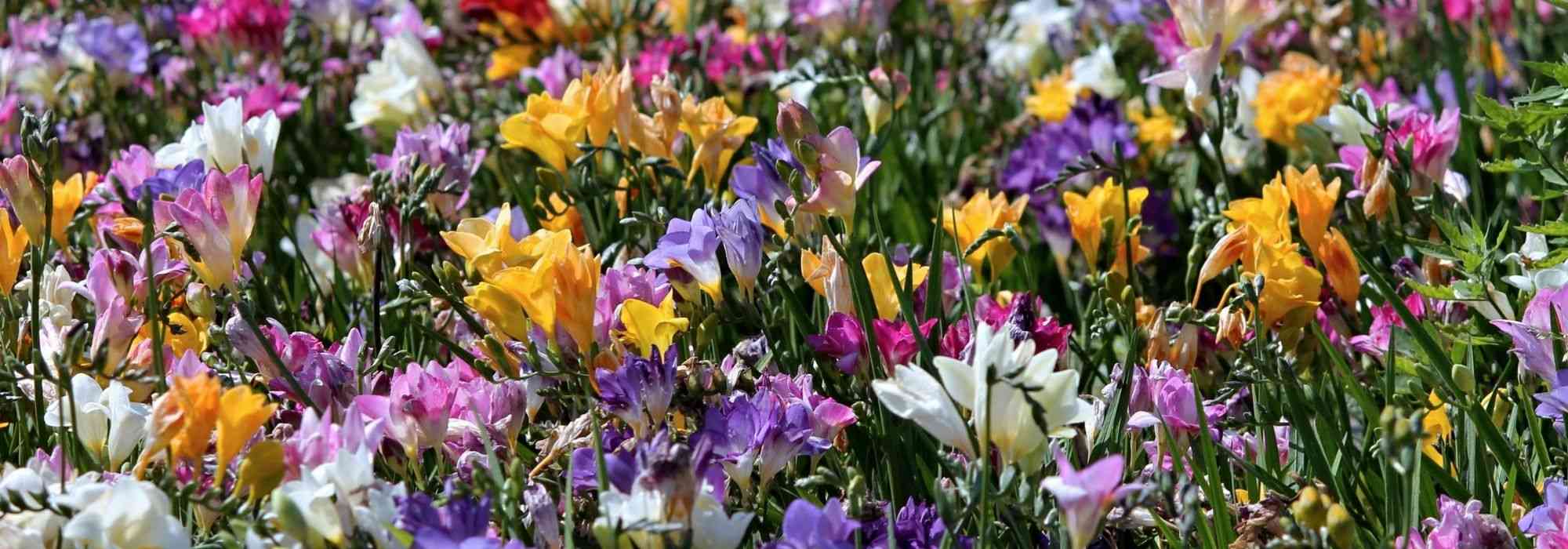 Freesia: planten, kweken en verzorgen