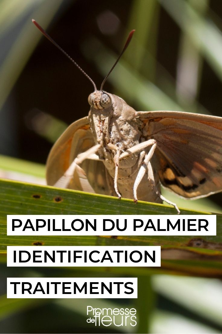 Paysandisia archon, palmboorder