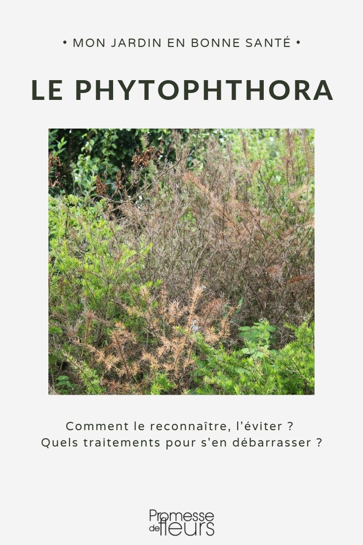 Phytophthora-ziekte
