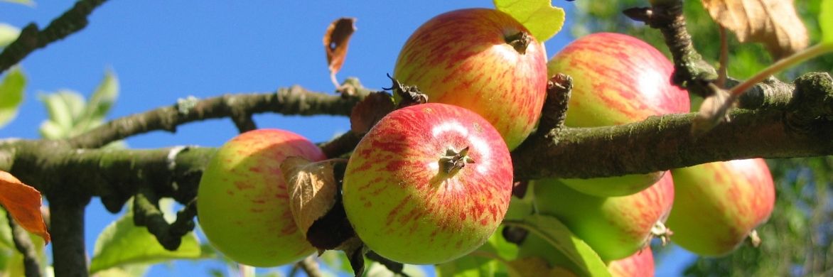 Appelboom planten, snoeien en onderhouden