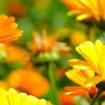 Goudsbloem, Calendula: zaaien, planten, teelt
