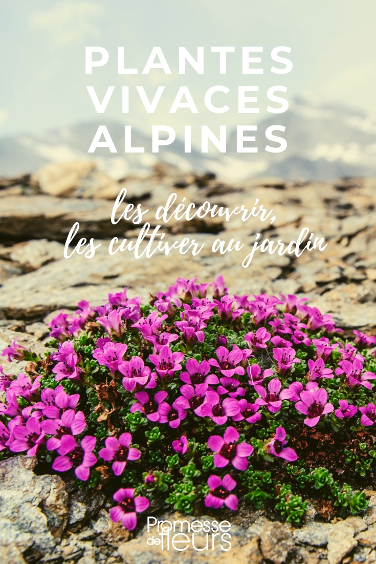 alpine vaste planten