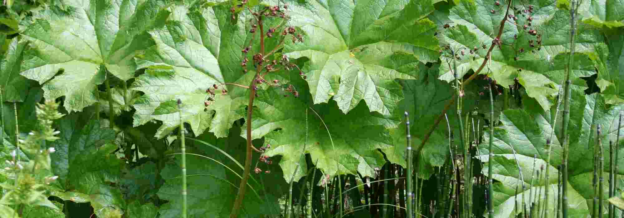 10 sierlijke vaste planten en bollen voor een moderne tuin