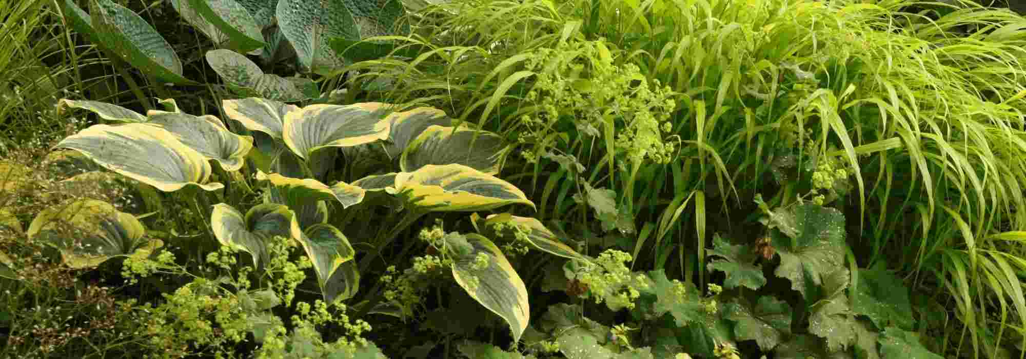 12 vaste planten voor zware en vochtige grond