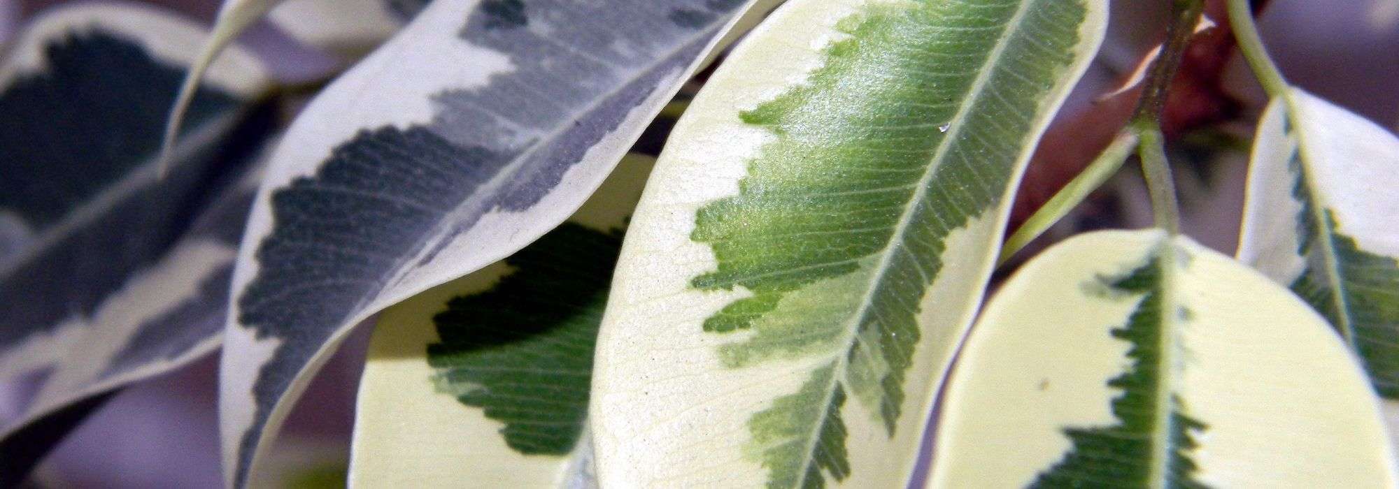 7 heesters met bont blad voor je tuin