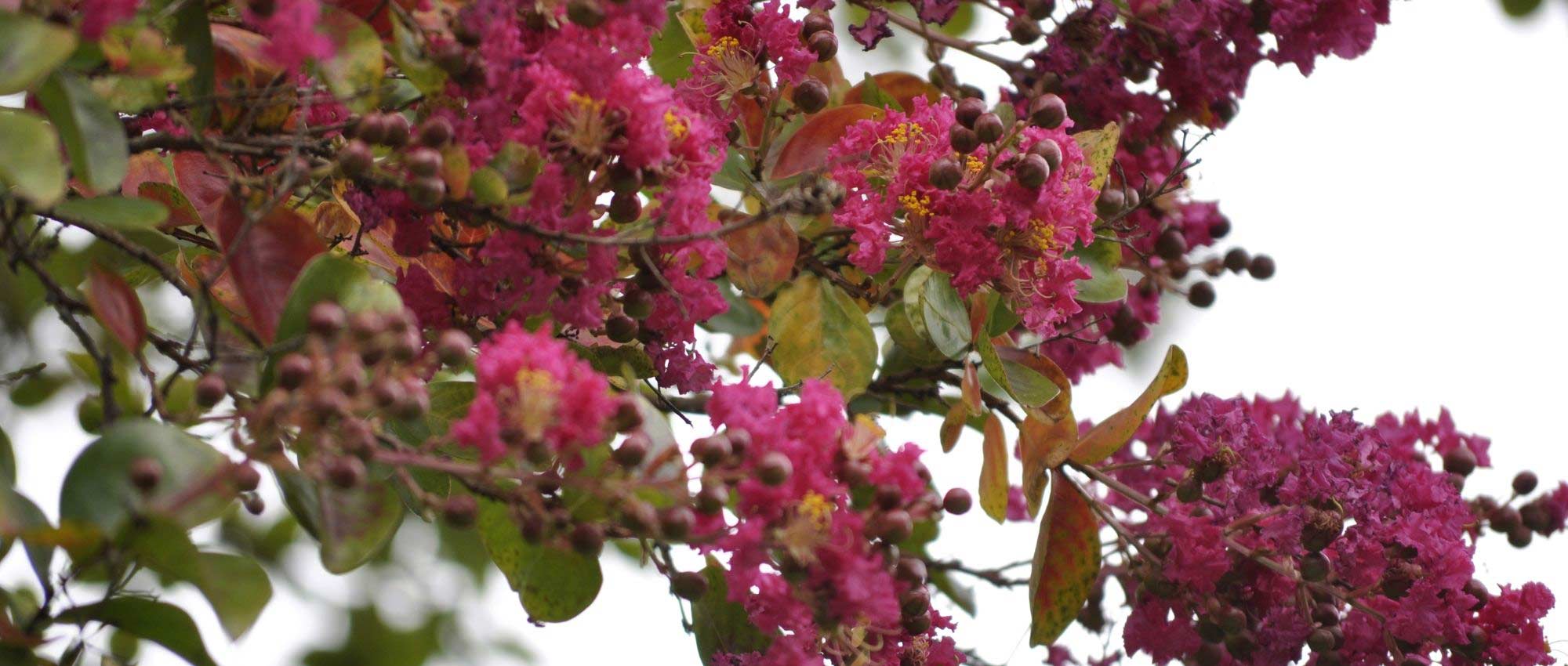 Wanneer en hoe snoei je een lagerstroemia of Indische sering?
