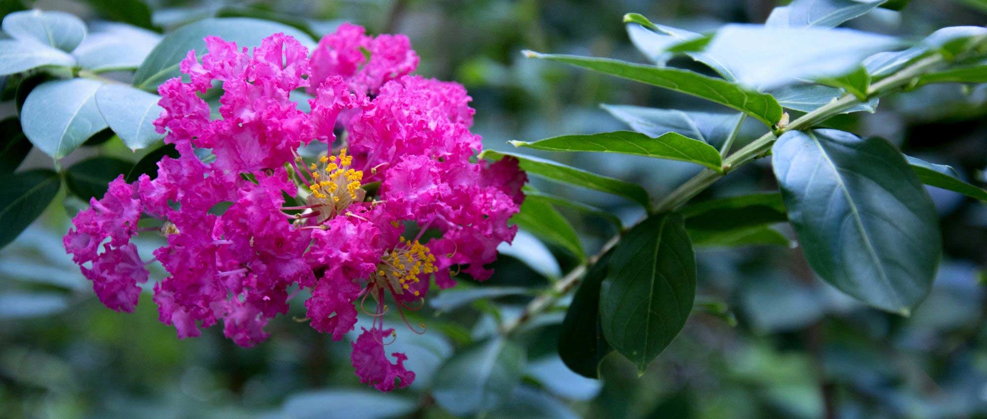 Indische sering (lagerstroemia): 6 dwergvariëteiten in pot