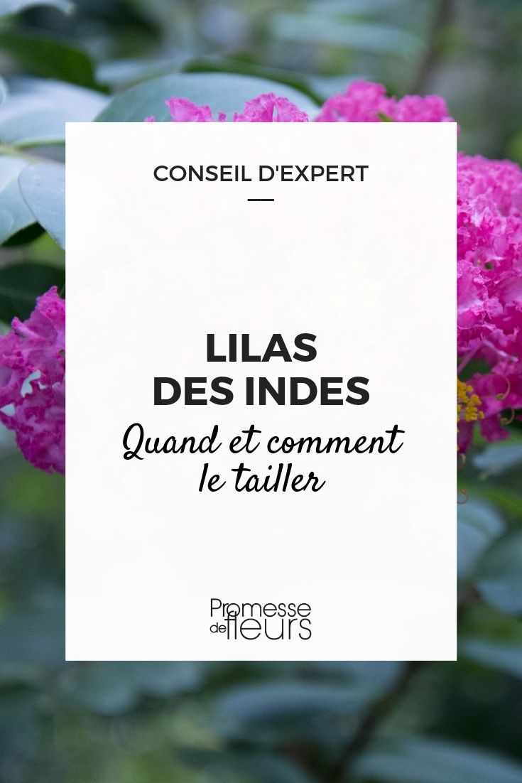 Lilas des Indes snoeien - advies