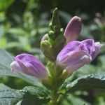Slangenkop, chelone obliqua: planten, teelt