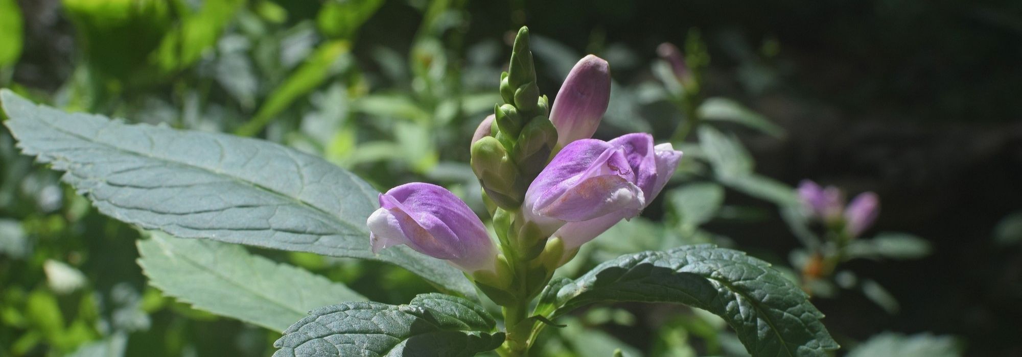 Slangenkop, chelone obliqua: planten, teelt
