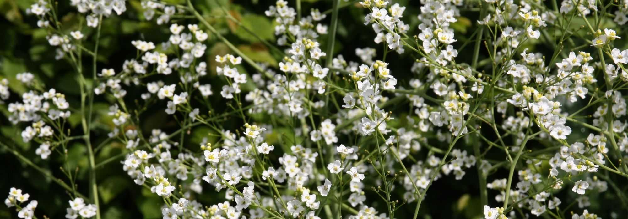 Crambe, zeekool of wolk: planten, telen en onderhoud