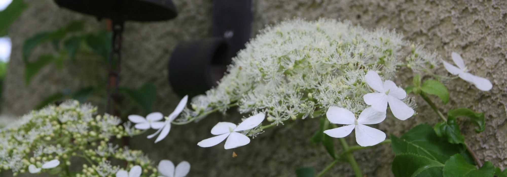 Klimplanten voor muren en gevels: welke kiezen?