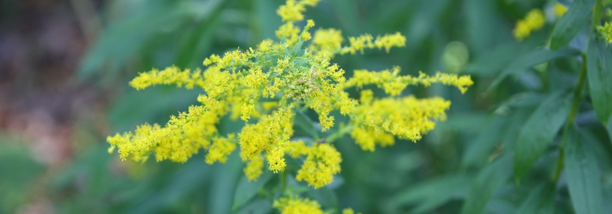 Solidago, guldenroede: planten, teelt en onderhoud